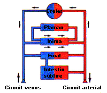 Circuitul alcoolului in organism